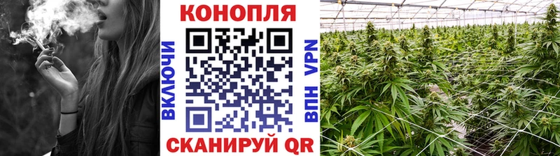 Бошки марихуана план  наркошоп  Бородино 